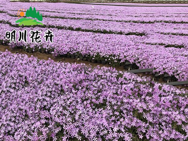 芝樱花海紫色